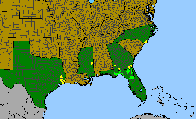 The range of Platanthera chapmanii